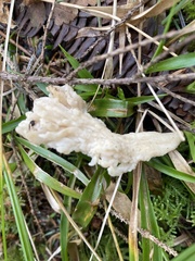 Clavulina coralloides