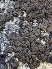 Verrucaria macrostoma