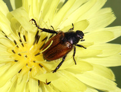 Strigoderma arbicola
