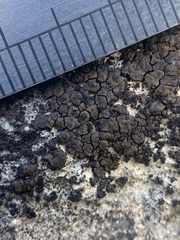 Verrucaria macrostoma