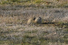 Spermophilus citellus