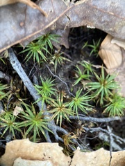Polytrichastrum ohioense