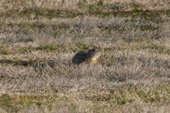 Spermophilus citellus