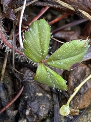 Fragaria chiloensis
