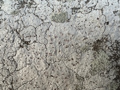 Phlyctis petraea