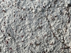 Phlyctis petraea