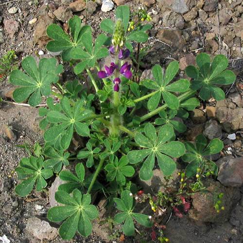 Stinging Lupine (Lupinus hirsutissimus) · iNaturalist