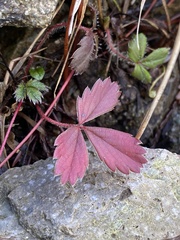 Fragaria chiloensis