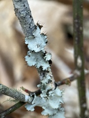 Parmotrema hypotropum