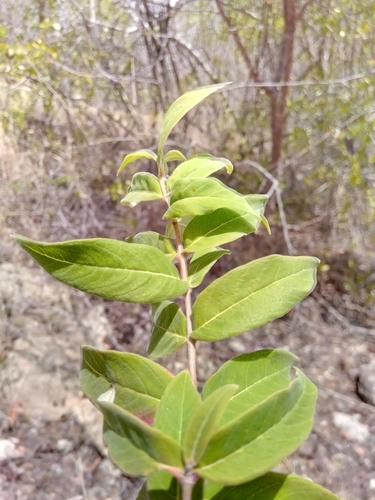 Woodfordia fruticosa image