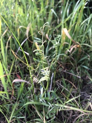 Vicia villosa