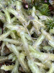 Plagiothecium undulatum