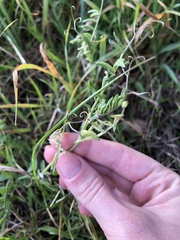 Vicia villosa