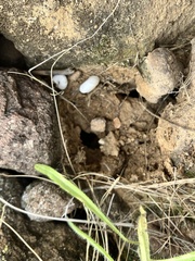 Sonorella allynsmithi
