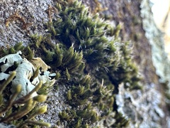 Grimmia pilifera