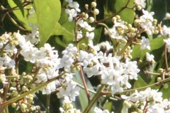 Cordia alliodora