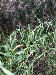 Vicia villosa