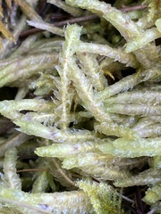 Plagiothecium undulatum