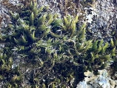 Grimmia pilifera