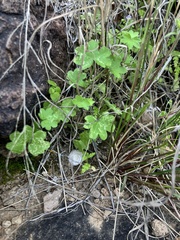 Sonorella allynsmithi