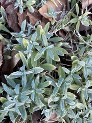Cerastium tomentosum