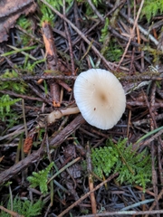 Clitocybe deceptiva