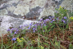 Collinsia grandiflora