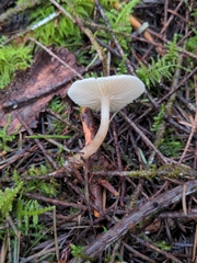 Clitocybe deceptiva