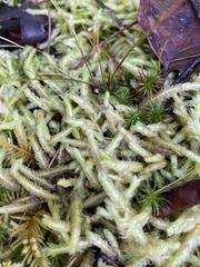 Plagiothecium undulatum