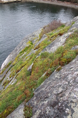 Collinsia grandiflora
