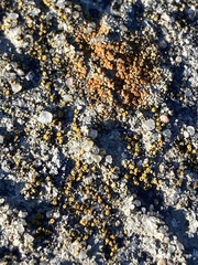 Lecanoromycetes