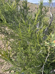 Adenostoma fasciculatum