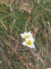 Nothoscordum bivalve
