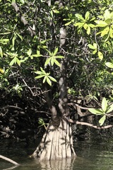 Pelliciera rhizophorae