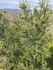 Adenostoma fasciculatum