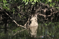 Pelliciera rhizophorae