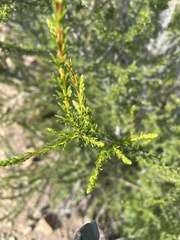 Adenostoma fasciculatum