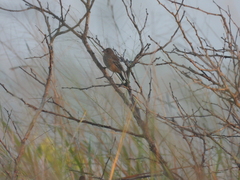 Sporophila morelleti