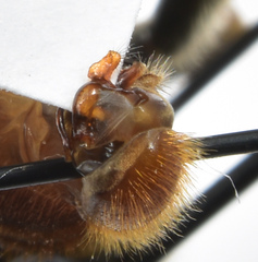 Merodon constans
