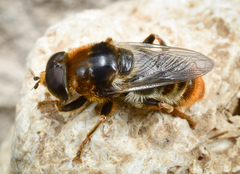 Merodon constans