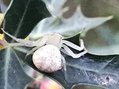 Misumessus oblongus