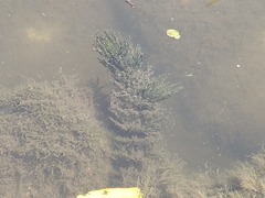 Ceratophyllum