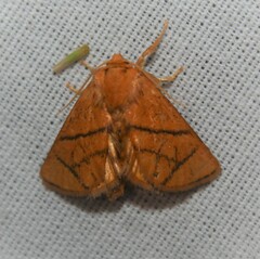 Apoda y-inversa