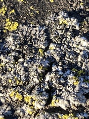 Lecanoromycetes
