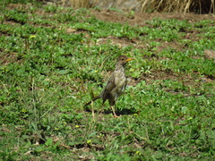 Turdus falcklandii magellanicus