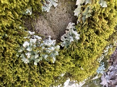 Punctelia missouriensis