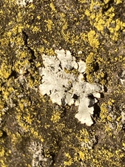 Lecanoromycetes