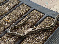 Thamnophis marcianus
