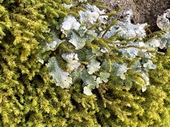 Punctelia missouriensis