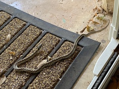 Thamnophis marcianus